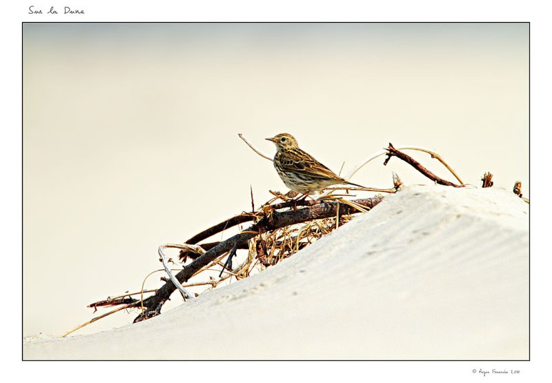 Sur la Dune