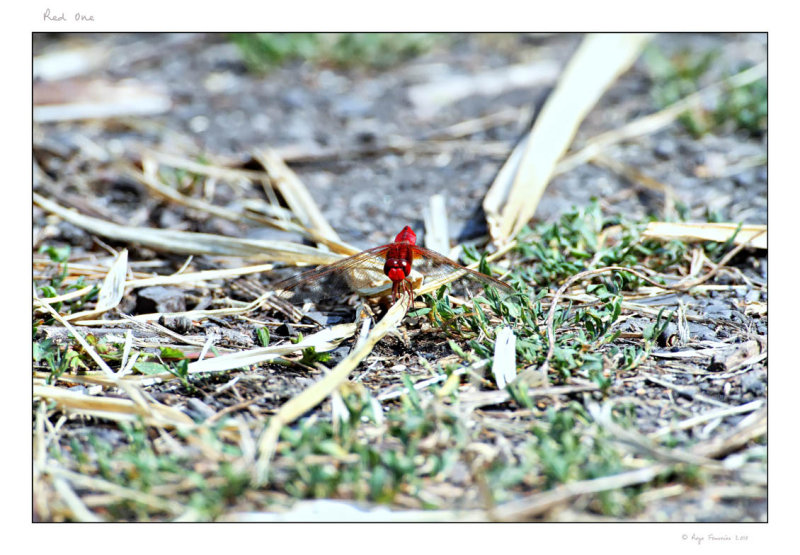 Libellule Rouge