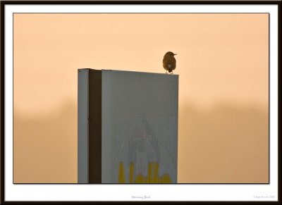 morning bird