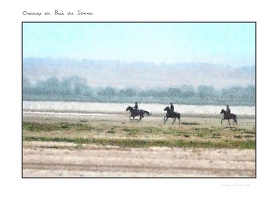 Chevaux en baie de Somme