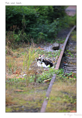 Railway Cats