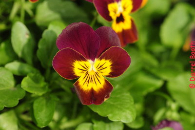 A few quick images from Krohn Conservatory.