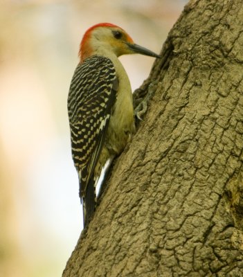 DSC_4897.jpg