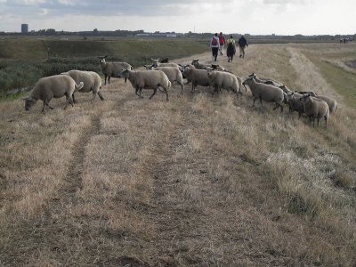 En daar loop je dan zo'n 60 km voor. SCHAPEN !