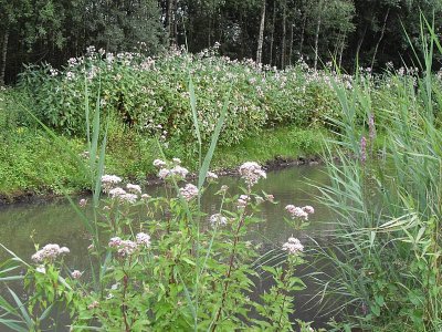 We naderen het eind: waterkant van de Dommel.