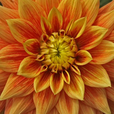 Dahlia Blast