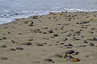 Pacific City beach