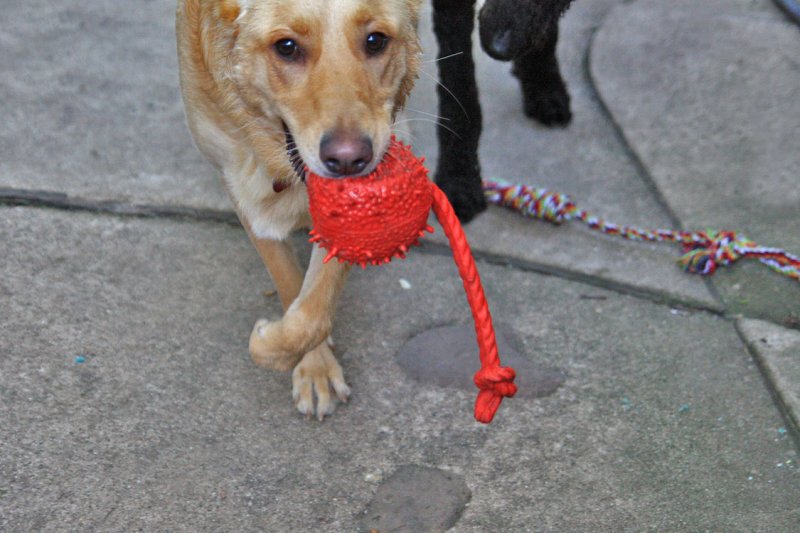 Sammy, the favorite, is more confident and relaxed