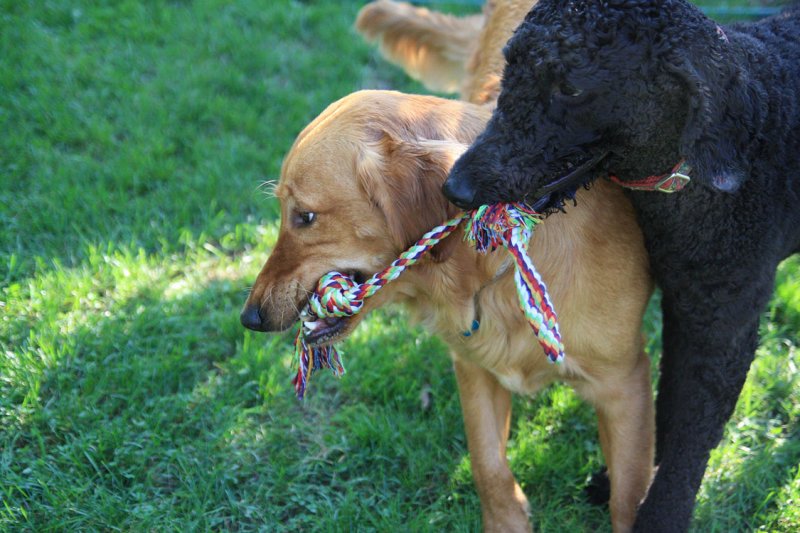 And now, Tug-of-war round 1. Misha hopes that his aggressive offense tactics will break Sammys defensee