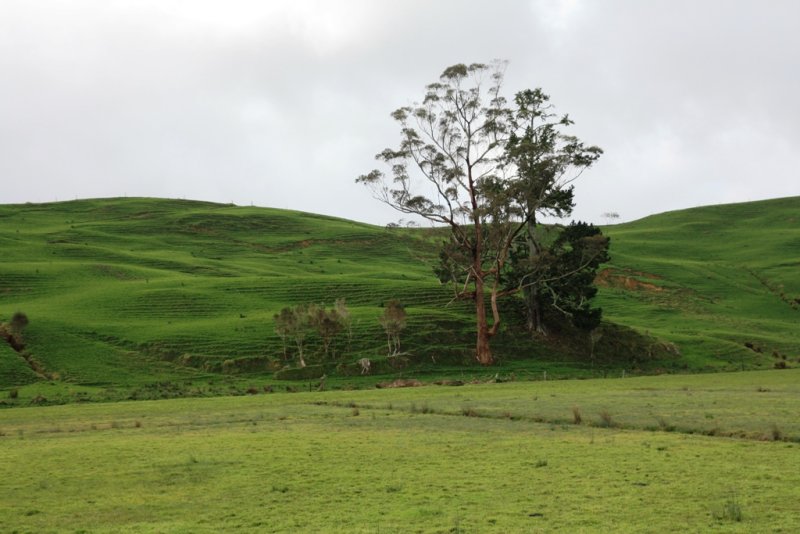 Landscape