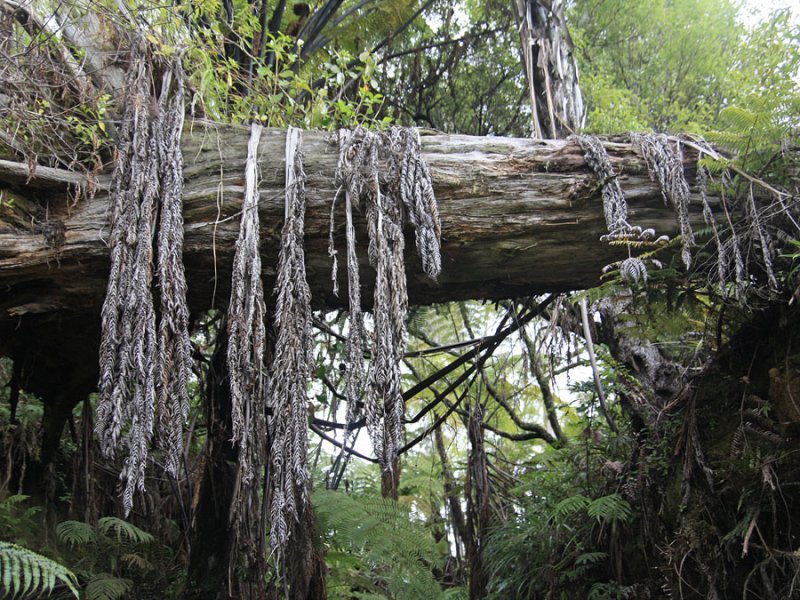 Forest-2