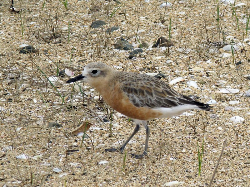 Dotterel.jpg