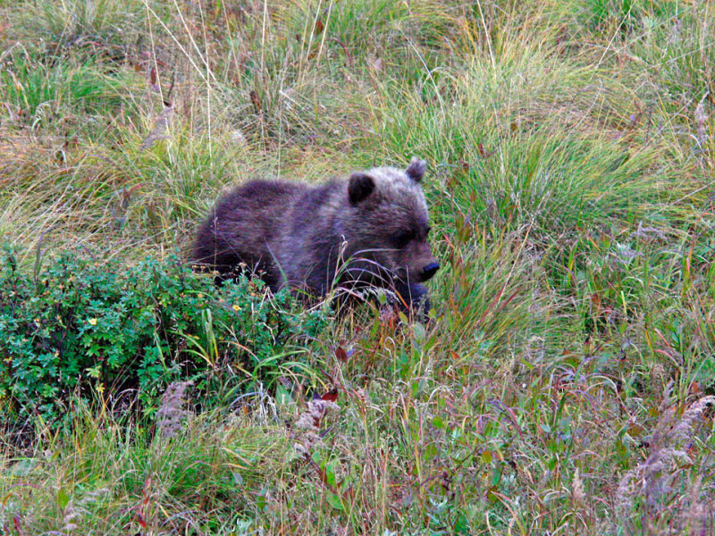 Denali_Bear-40.jpg