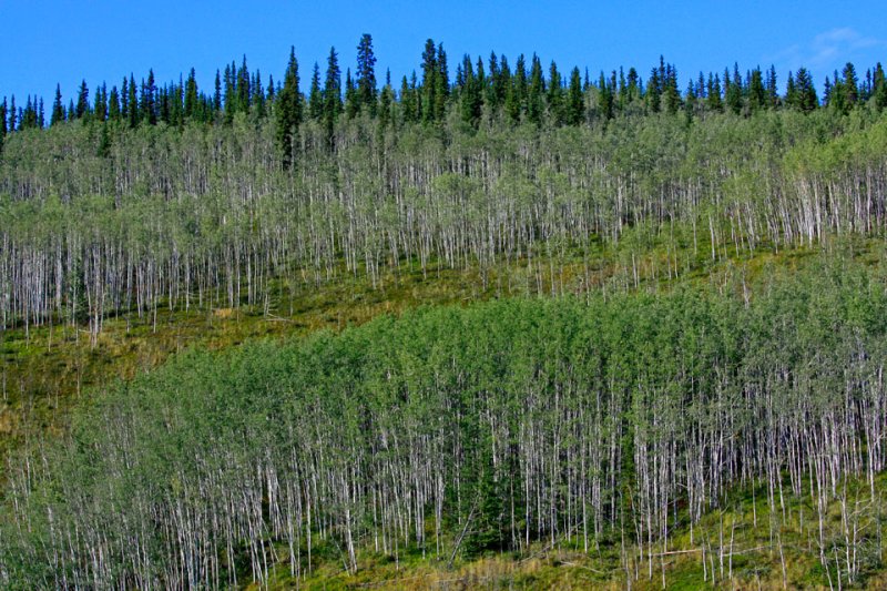 Klondike River_50.jpg