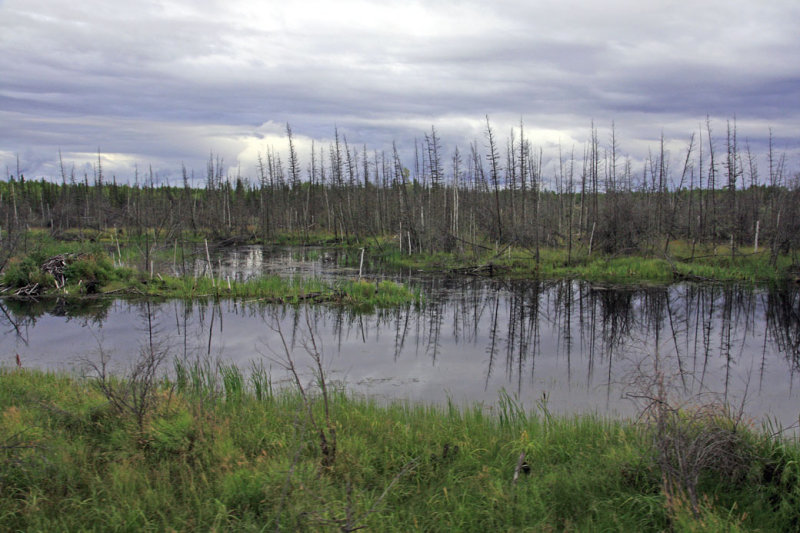 Train to Fairbanks-30.jpg