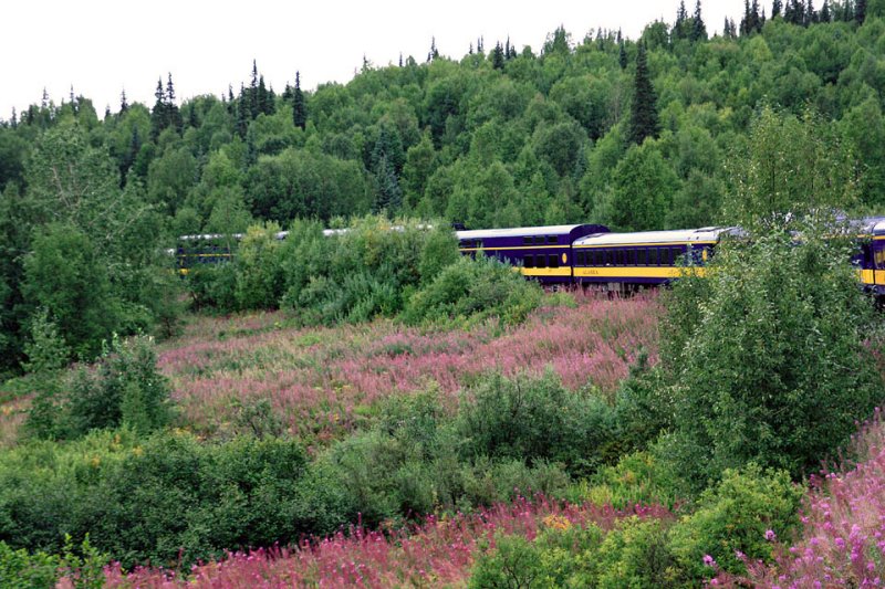Train to Denali-20.jpg