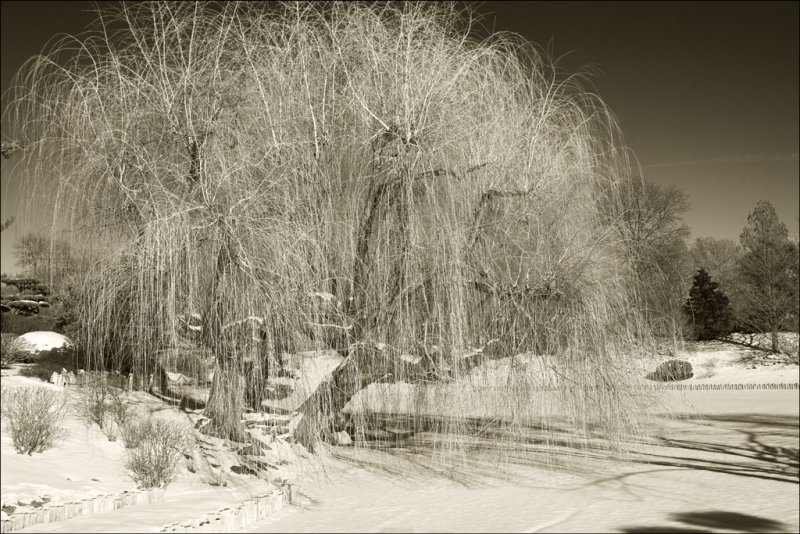 Weeping Willow under Snow