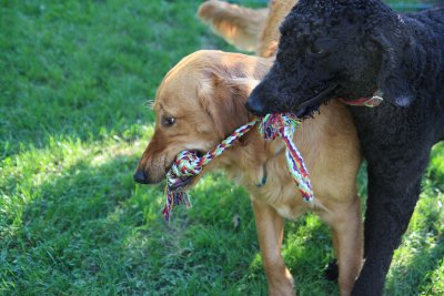And now, Tug-of-war round 1. Misha hopes that his aggressive offense tactics will break Sammy's defensee