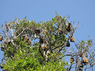 Hanging Flying foxes (Bats)_displ.jpg
