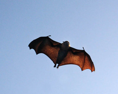 Flight of the Bat-2_displ.jpg