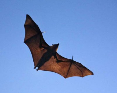 Flight of the Bat-1_displ.jpg