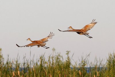 Sandhill Cranes-26.jpg