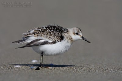 Sanderling (Calidris alba)