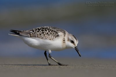 Sanderling (Calidris alba)