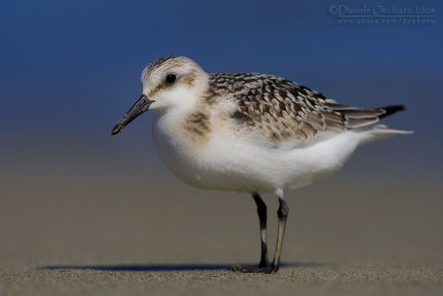 Sanderling (Calidris alba)