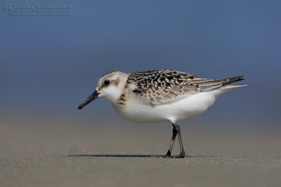 Sanderling (Calidris alba)