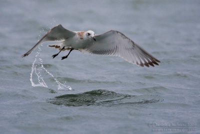 Mediterranean Gull (Ichthyaetus melanocephalus)