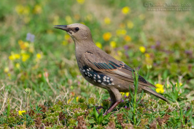 Common Starling (Sturnus vulgaris)