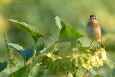 Whinchat (Saxicola rubetra)