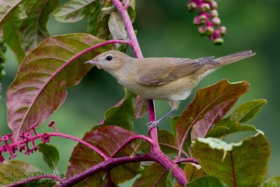 Garden Warbler (Sylvia borin)