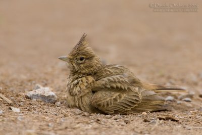 Thekla Lark (Galerida theklae)