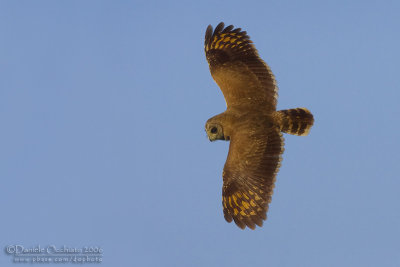 Marsh Owl (Asio capensis tingitanus)