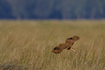 Marsh Owl (Asio capensis tingitanus)