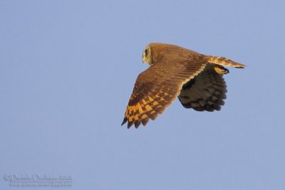 Marsh Owl (Asio capensis tingitanus)