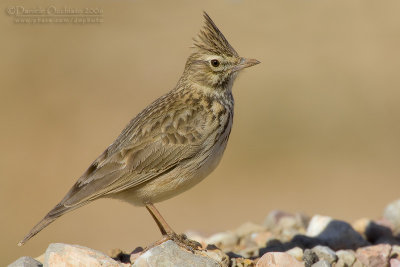 Thekla Lark (Galerida theklae)