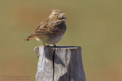 Thekla Lark (Galerida theklae)