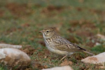 Thekla Lark (Galerida theklae)