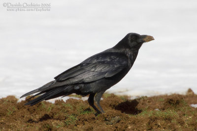 Raven (Corvus corax  tingitanus)