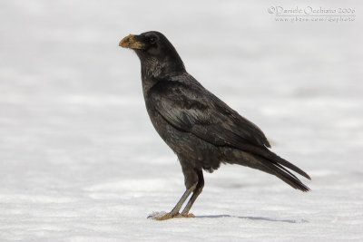 Raven (Corvus corax  tingitanus)