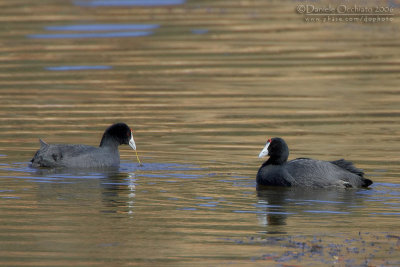 Red-knobbed Coot or Crested Coot (Fulica cristata)