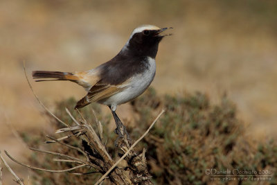 Red-rumped Weathear (Oenanthe moesta)