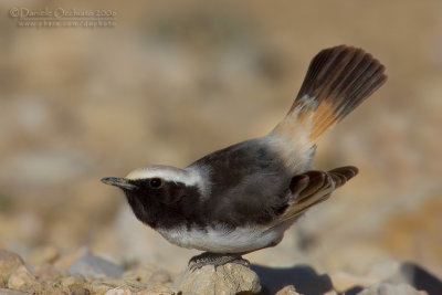 Red-rumped Weathear (Oenanthe moesta)