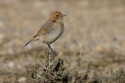 Red-rumped Weathear (Oenanthe moesta)