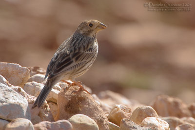 Corn Bunting (Miliaria calandra)