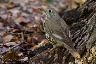 Mistle Thrush (Turdus viscivorus deichleri)