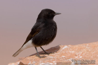 White-crowned Black Wheatear (Oenanthe leucopyga)